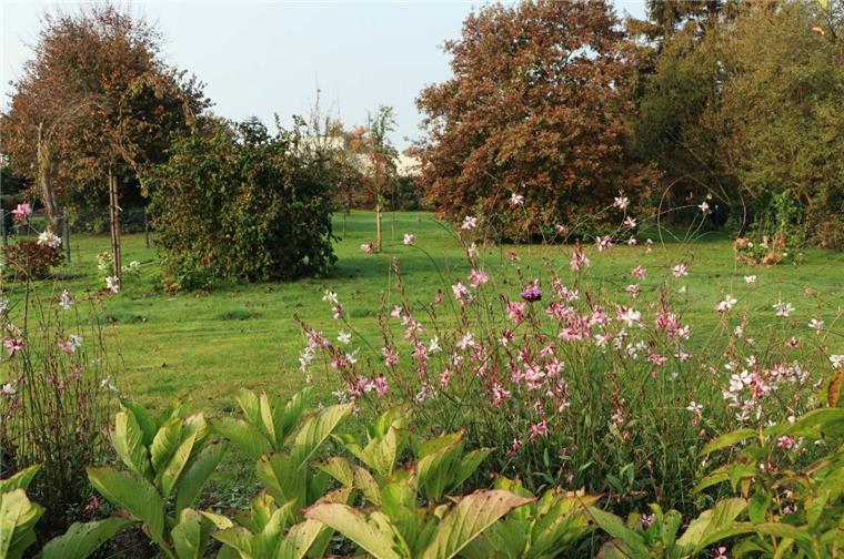 Zeven: Endspurt im herbstlichen Garten Wenn sich die Blätter verfärben und die Blütezeit vieler Pflanzen zu Ende geht, dann heißt es für den Hobbygärtner noch einmal Anlauf nehmen für den Endspurt. Denn im Garten gibt es noch viel zu tun. Beete, Rasen und Gehölze müssen sorgsam auf den Winter vorbereitet werden, damit sie gut ins nächste Jahr kommen.