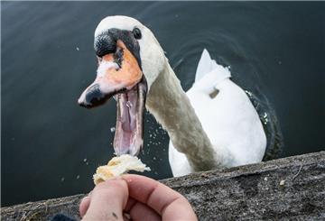 Ein Schwan schnappt nach einem Stück eines Croissants, das ihm eine Frau zum Fressen hinhält