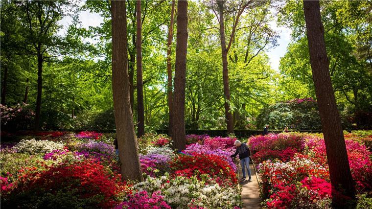Wer die Pflanzen in voller Blüte bestaunen möchte, sollte in den nächsten zwei Wochen den Rhododendron-Park besuchen. 