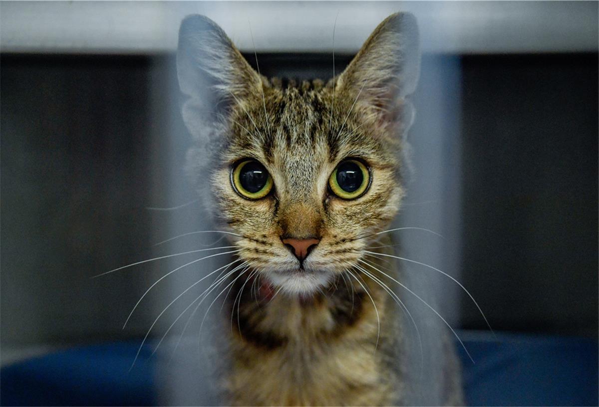 Hamburg: Katzendame "Jacky" schaut durch die Stäbe ihres Käfigs. Das Tier wurde vor einigen Wochen in Hamburg ausgesetzt und vom Tierheim an der Süderstraße zur Vermittlung aufgenommen