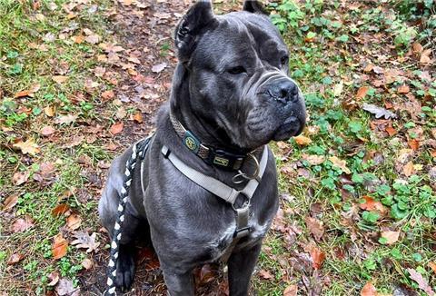 Hektor, ein Hund der Rasse Cane Corso Italiano