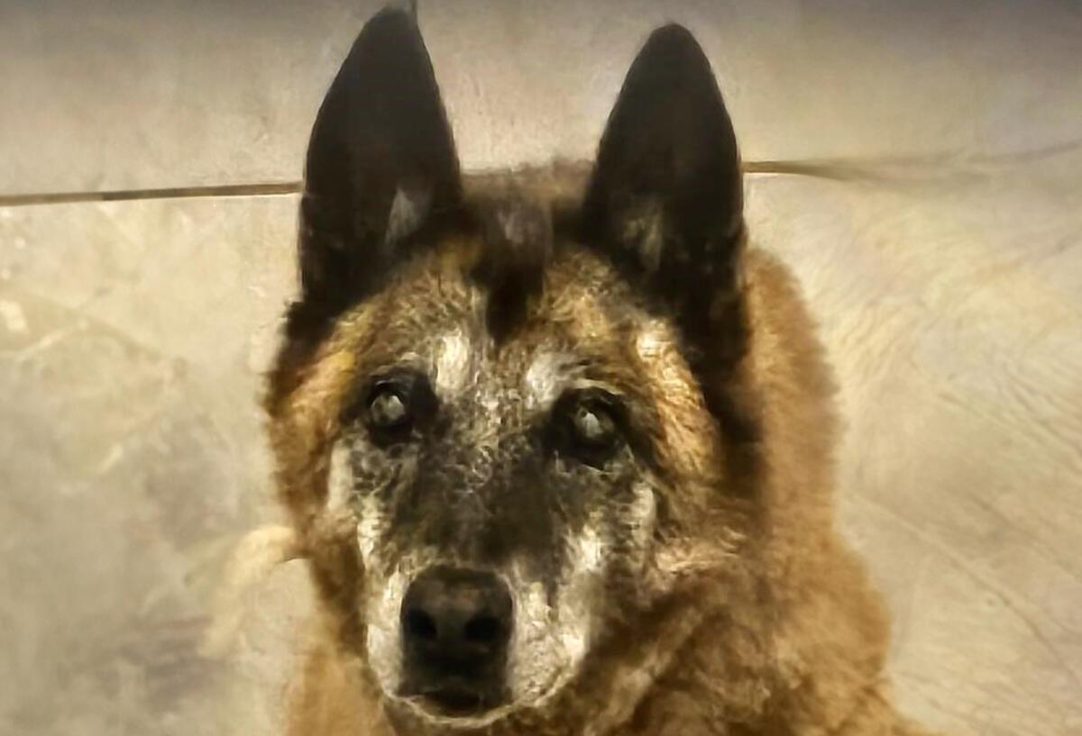 Schäferhund Flori ist 14 Jahre alt – und hofft auf ein neues und liebevolles Zuhause Ein Schäferhund guckt traurig in die Kamera.