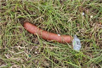 Wer hat da denn nicht aufgegessen? Foto: Leuschner