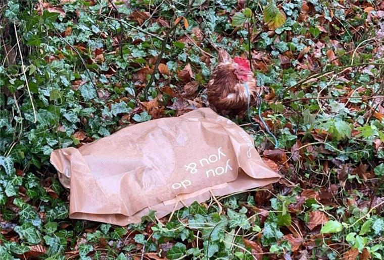 PETA lobt 1.000 Euro Belohnung für Hinweise auf Tierquälerei aus Ein grausamer Fund erschüttert Beverstedt: Ein Huhn lag tot in einer Plastiktüte. Ein weiteres Tier wurde leben daran festgebunden.
