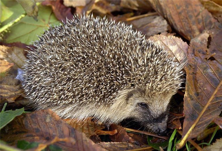 Naturschutzbund: So helfen Gärtner Tieren im Herbst Igel im Laub