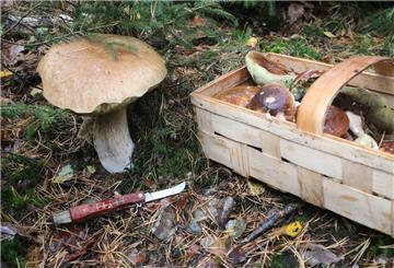 Pilze