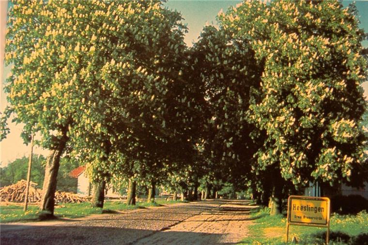 Fotos in der Erzähldiele: So sah Heeslingen früher aus Wer in den sechziger Jahren von Zeven nach Heeslingen kam, befuhr diese malerische Allee.