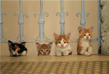 Eine Straßenkatze in Istanbul (Türkei) - eine Szene des Films «Kedi - Von Katzen und Menschen».