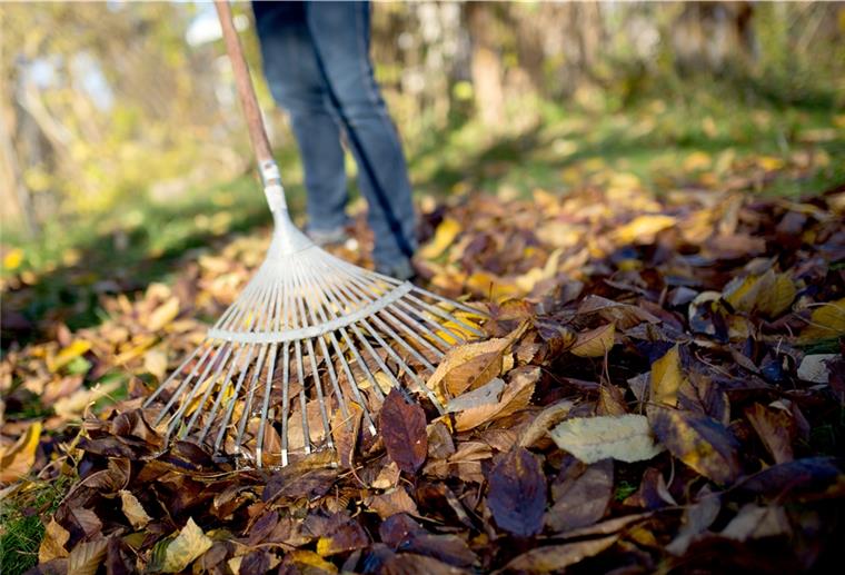 So hältst du deinen Garten fit im Herbst Wer Laub nicht liegen lassen möchte, sollte laut NABU lieber zum Rechen als zum Laubbläser greifen. Die technischen Geräte schaden der Tierwelt.