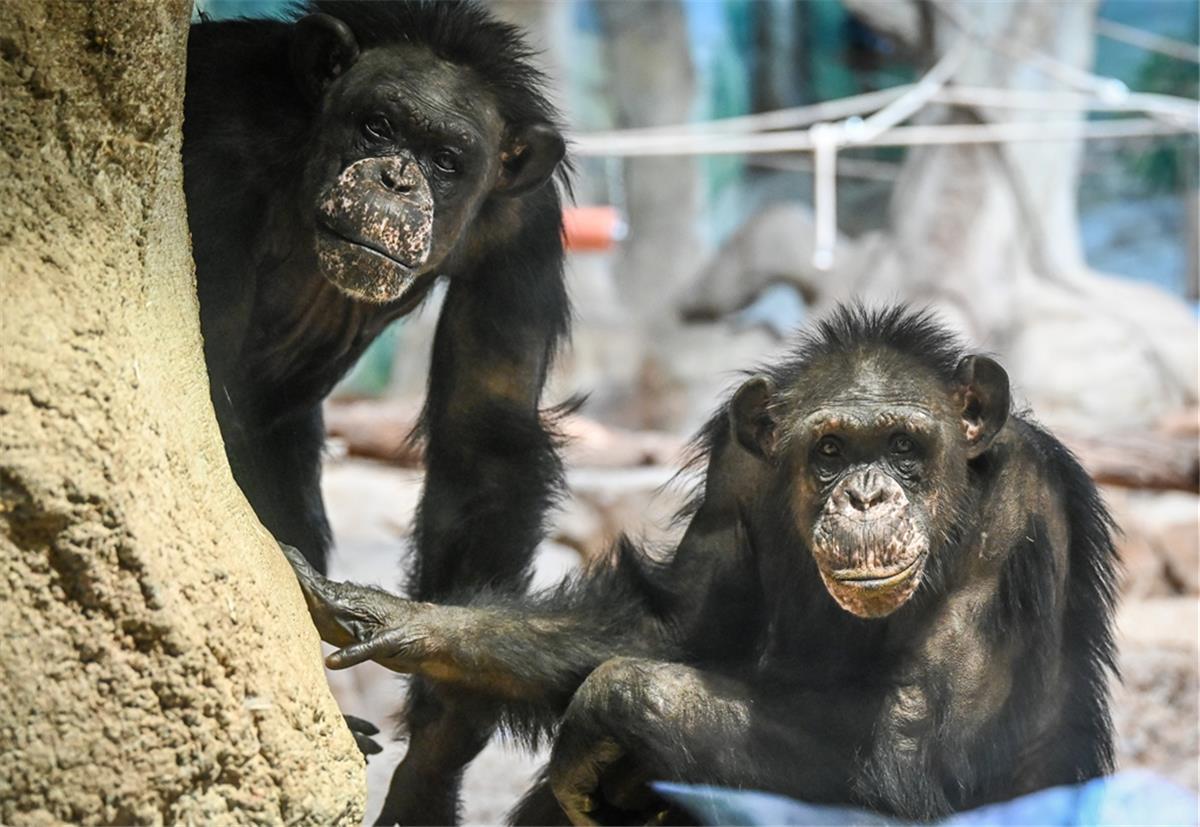 Trotz Corona: Zoo am Meer in Bremerhaven bleibt geöffnet Wer mag, kann die Affen im Zoo am Meer in Bremerhaven weiterhin besuchen.