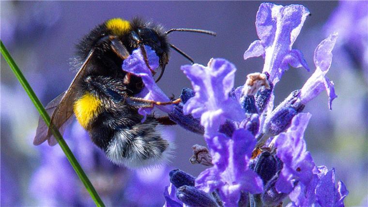 Forschungsaufruf: Bilder von Hummeln einsenden Wer mitmachen will, kann wieder Hummel-Bilder in einer App hochladen. (Symbolbild)