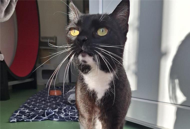 Selbstbewusst und freiheitsliebend: Charakterkatze Susi sucht ein neues Zuhause Susi