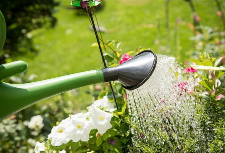 Wasserverschwendung: Warum wir Pflanzen oft zu viel gießen Wer seine Pflanzen nicht regelmäßig gießt, riskiert, dass diese auf Dauer Wasser schlechter aufnehmen können.