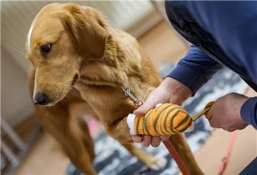 Einem Hund wird die Pfote verbunden.