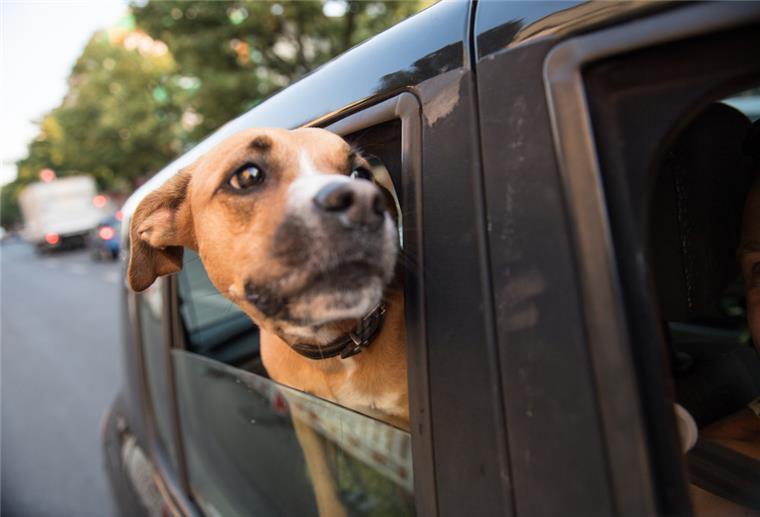 Mit Hund im Urlaub: Hier fallen Extrakosten an Hund schaut aus Autofenster