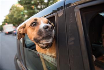 Hund schaut aus Autofenster