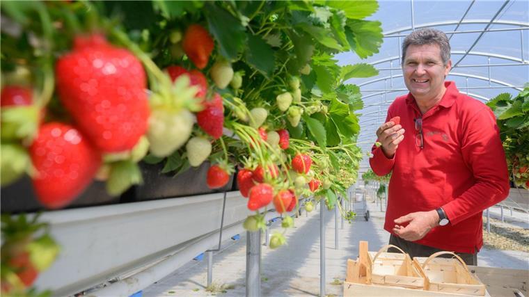 Erdbeerernte läuft an - Früchte in „Top-Qualität“ erwartet Wer selbst Erdbeeren pflücken möchte, kann das laut Landvolk spätestens ab Juni bei vielen Betrieben im Land machen.