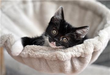 Eine junge Katze