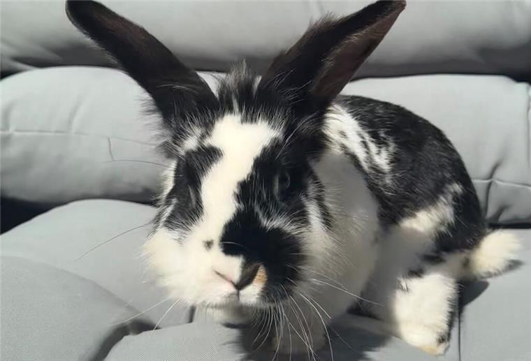 Ein bisschen früh für Ostern: Kaninchen kommt auf Polizeirevier unter Ein schwarz-weiß geschecktes Kaninchen.