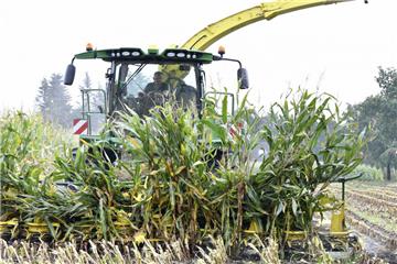 Wer viel arbeitet, hat auch viel Hunger: Der Maishäcksler ist mit 19,5 Tonnen und 7,50 Meter Arbeitsbreite ein Gigant. Er vernichtet ungefähr 35 Hektar Mais pro Tag. 