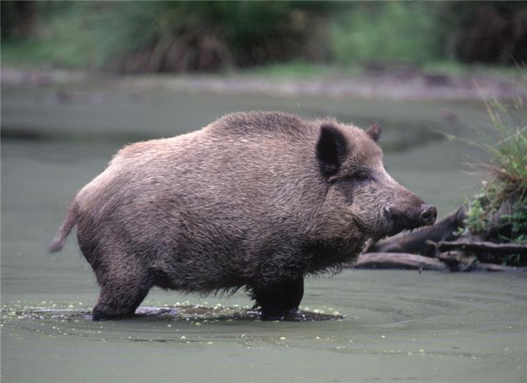 Afrikanische Schweinepest im Anmarsch: Sorgen in Zeven wachsen Werden Wildschweinbestände mit der afrikanischen Schweinepest infiziert, kann die Seuche aktuell nicht wieder beendet werden. Da es keinen Impfstoff gibt, bekommt man laut Kreisveterinär Dr. Joachim Wiedener die Krankheit nicht in den Griff – mit unabsehbaren Folgen für Jagd und Landwirtschaft.
