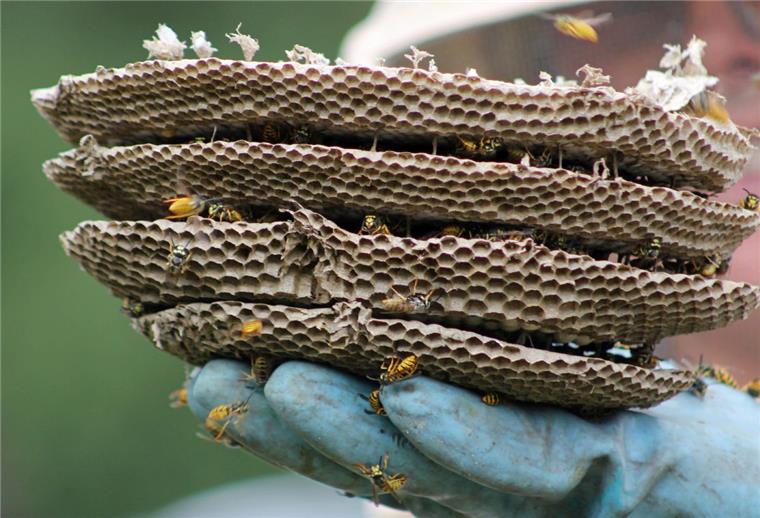 "Sehr nützliche Tiere": Zevener Imker hat ein Herz für Wespen und Hornissen Wespennester werden bei Bedarf von Experten umgesiedelt. Die Kosten trägt allerdings der Besitzer der Tierchen.