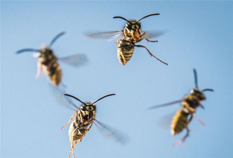Mehrere Wespen fliegen durch die Luft. 