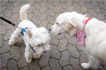 West Highland White Terrier Max (links) sagt Golden Retriever Emma &quot;Hallo&q...