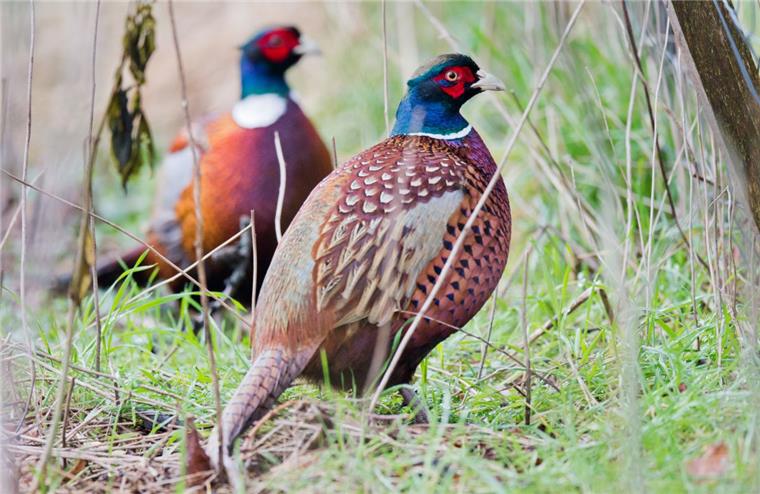 Zevener Jäger sorgen sich um Fasane Widerfährt dem Fasan dasselbe Schicksal wie den Rebhühnern? Diese Sorge treibt die Jägerschaft Zeven um. Beide Arten sind nur noch in geringer Anzahl hierzulande vertreten.