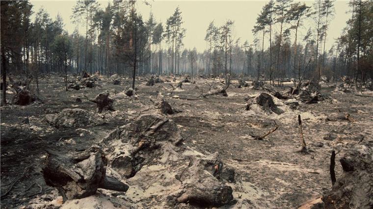 Wie eine Mondlandschaft sieht der ausgebrannte Wald im Naturpark Südheide (Niedersachsen) aus. (Archivfoto)