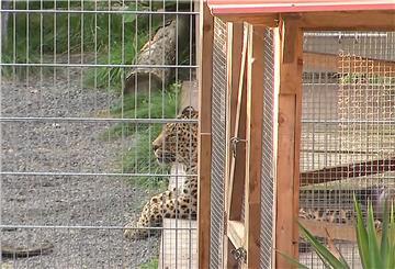 Ein Leopard liegt in seinem Gehege.