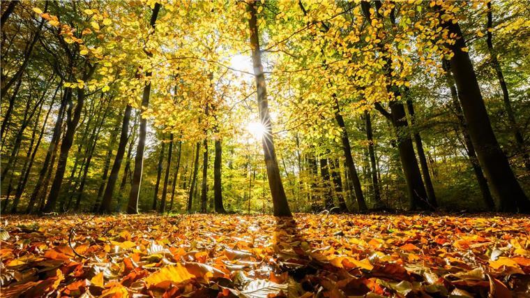 Niedersachsens Wälder leiden unter Folgen des Klimawandels Wie gesund ist der Wald in Niedersachsen? Der Waldzustandsbericht zeigt ein durchwachsenes Bild.