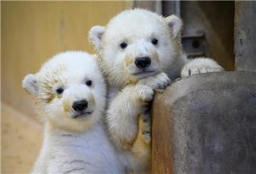 Wie heißen die Tierpfleger der Eisbären-Zwillinge? Wie alt wird ein Eisbär? Dieses und mehr im großen Eisbären-ABC.