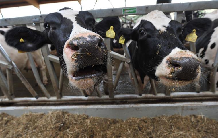 Arbeit im Veterinäramt: Strenge Regeln, viel Kritik Wie hell ist es in den Rinderställen? Auch mit dieser Frage beschäftigen sich die Mitarbeiter des Veterinäramts. 80 Lux sind per Gesetz für Kälber vorgeschrieben. Die Kreis-Veterinäre möchten dies auch für Rinder, die älter als sechs Monate sind, erreichen.