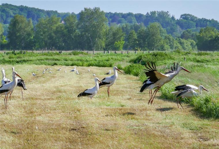 Cuxland: So viele Störche wie lange nicht mehr Störche Landkreis Cuxhaven