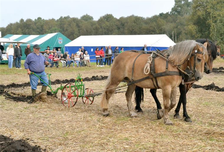 In Stinstedt treten Pferde gegen Traktoren an Ein Bauer pflügt mit seinem Pferdespann eine gerade Furche.