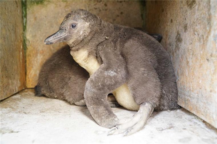 Zahl des Tages: 6 Wie niedlich: Im Zoo am Meer sind Pinguine geschlüpft.