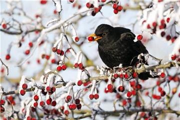 Wie stark ist der Amselbestand eingebrochen? Das will der Naturschutzbund unter anderem aus den Daten der „Stunde der Wintervögel“ herauslesen.