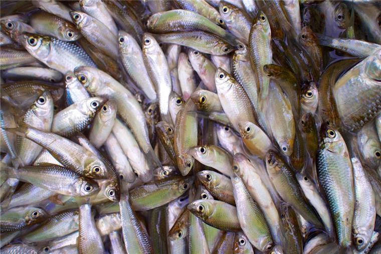 Fische tot: Täter lassen Wasser aus einem Teich in Langen Wie viele Fische gestorben sind, lässt sich noch nicht sagen.