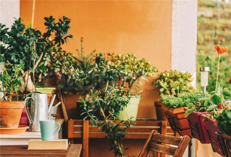 Gemüsepflanzen und Blumen auf Balkon