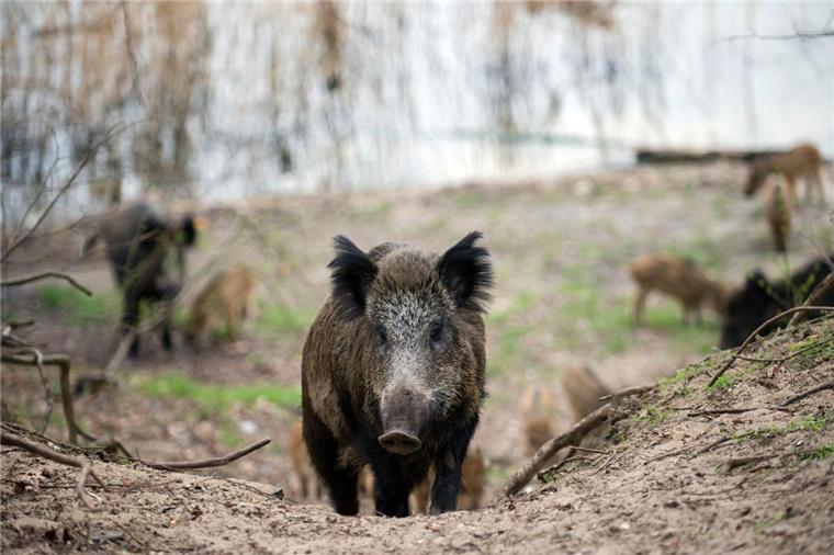 Jägerschaft Zeven: So schützen sich Wildtiere vor der Hitze Wildschweine bevorzugen bei den hohen Temperaturen eher vegetarische Kost. Um sich abzukühlen, wälzen sie sich im Schlamm und suchen schattige Plätze auf.
