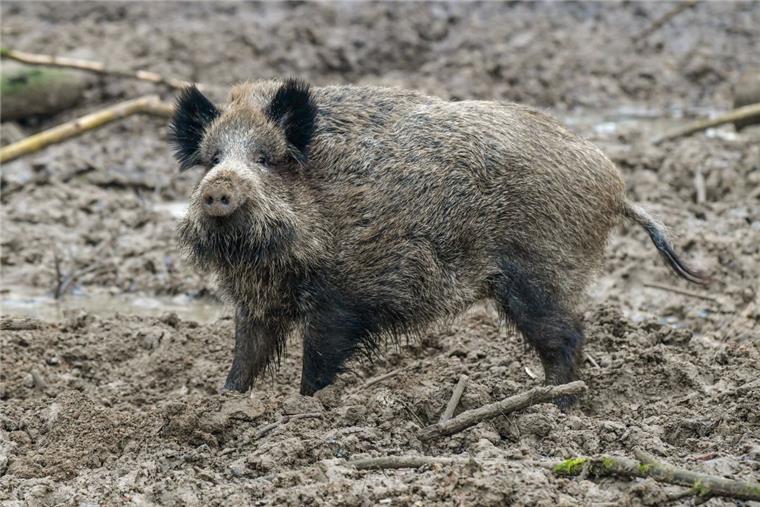 Afrikanische Schweinepest: Landwirte und Jäger wappnen sich Wildschweine gelten als der Hauptüberträger der Afrikanischen Schweinepest. Sie sollen jetzt stärker bejagt werden.
