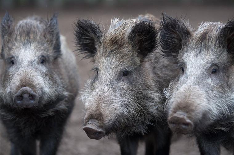 Brandenburger planen Wildschweinjagd mit Pfeil und Bogen Wildschweine in Stahnsdorf wühlen Gärten und Grünflächen um. Gegen sie scheint kein Kraut gewachsen.