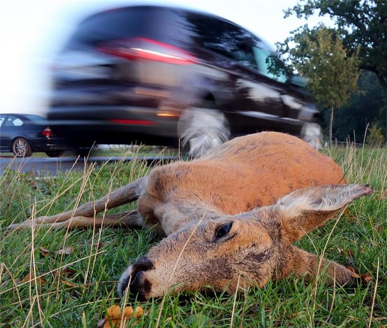 Achtung Autofahrer: Das sind die größten Gefahren im Herbst Wildunfälle nehmen in der dunklen Jahreszeit auch in Bremerhaven und umzu wieder stark zu.