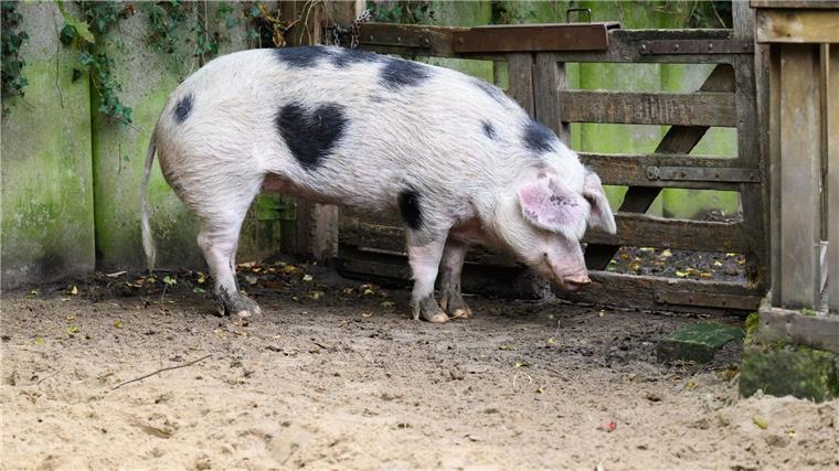 „Passt zum Charakter“ - Schwein mit Herzfleck im Fell „Wilma“ wird von den Pflegern auch „Herzchen“ genannt.