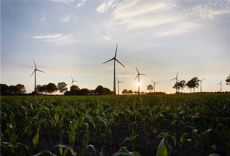 Zeven: Bringt neuer Windpark 30 Millionen Euro in die Region ? Windräder in der Abendsonne, davor ausgedehnte Maisfelder. Mehr erneuerbare Energie auf einen Blick geht kaum noch.
