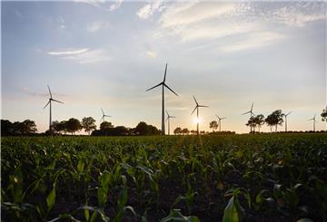 Windräder in der Abendsonne, davor ausgedehnte Maisfelder. Mehr erneuerbare Energie auf einen Blick geht kaum noch.