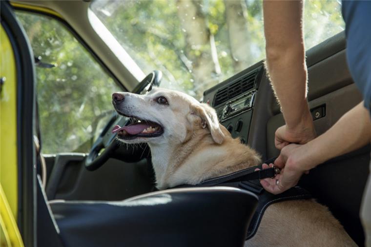 Geestemünde: Hunde aus geparktem Auto gerettet Wird ein Hund im Wagen zurück gelassen kann das schnell tödlich enden.