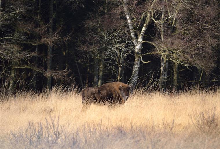 Wanderung durchs Heideblüten-Meer Wisent