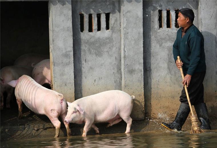 China: Forscher warnen vor neuem Schweinegrippe-Virus Wissenschaftler aus China haben ein neues Schweinegrippe-Virus identifiziert, von dem in Zukunft die Gefahr einer weiteren Pandemie ausgehen könnte.
